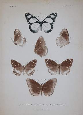 Bild Nr.1: 143-1895 Mabille,P.: (Zoologie, Schmetterlinge)