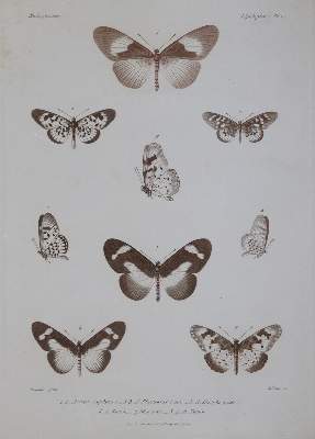 Bild Nr.2: 143-1895 Mabille,P.: (Zoologie, Schmetterlinge)