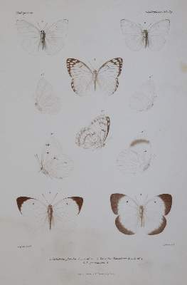Bild Nr.4: 143-1895 Mabille,P.: (Zoologie, Schmetterlinge)