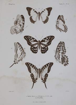 Bild Nr.5: 143-1895 Mabille,P.: (Zoologie, Schmetterlinge)