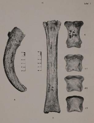 Bild Nr.2: 143-1897 Studien: (Zoologie)