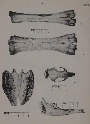 Bild Nr.3: 143-1897 Studien: (Zoologie)