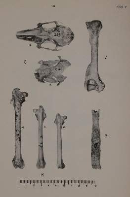 Bild Nr.4: 143-1897 Studien: (Zoologie)