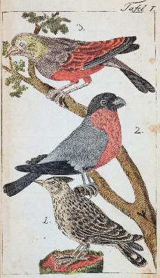 Bild Nr.3: 143-1898 Bechstein,J.M.: (Zoologie, Vögel)