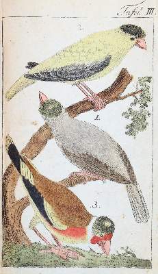 Bild Nr.4: 143-1898 Bechstein,J.M.: (Zoologie, Vögel)