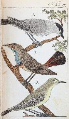 Bild Nr.5: 143-1898 Bechstein,J.M.: (Zoologie, Vögel)