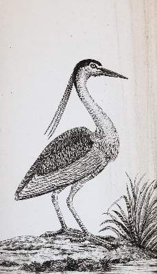 Bild Nr.3: 143-1899 Bechstein,J.M.: (Zoologie, Vögel)