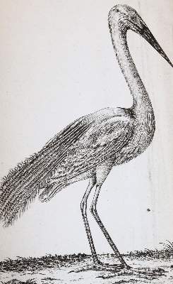Bild Nr.4: 143-1899 Bechstein,J.M.: (Zoologie, Vögel)