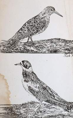 Bild Nr.5: 143-1899 Bechstein,J.M.: (Zoologie, Vögel)