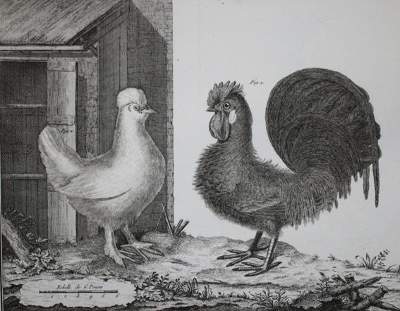 Bild Nr.1: 143-1902 Brisson,(M.J.).: (Zoologie, Vögel)