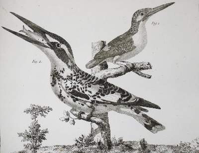 Bild Nr.10: 143-1902 Brisson,(M.J.).: (Zoologie, Vögel)