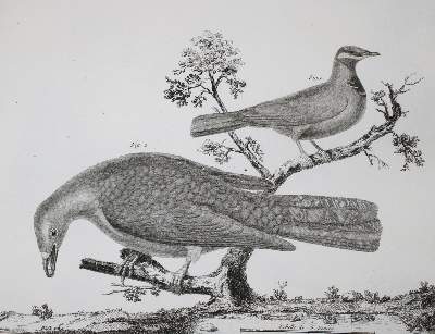 Bild Nr.2: 143-1902 Brisson,(M.J.).: (Zoologie, Vögel)