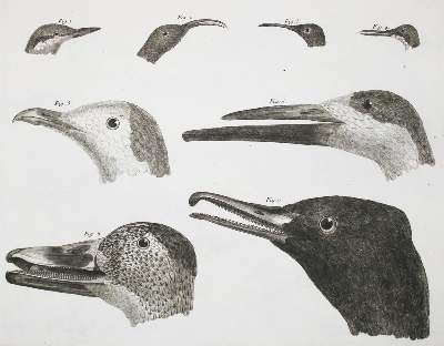 Bild Nr.4: 143-1902 Brisson,(M.J.).: (Zoologie, Vögel)