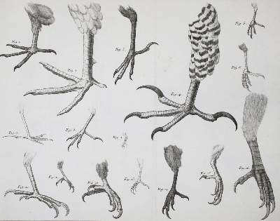 Bild Nr.5: 143-1902 Brisson,(M.J.).: (Zoologie, Vögel)