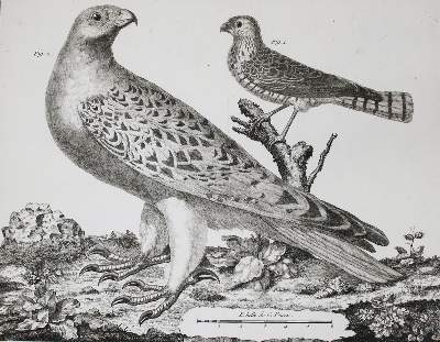 Bild Nr.6: 143-1902 Brisson,(M.J.).: (Zoologie, Vögel)