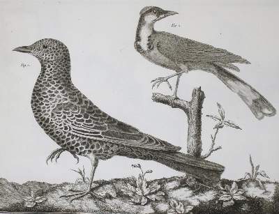 Bild Nr.7: 143-1902 Brisson,(M.J.).: (Zoologie, Vögel)