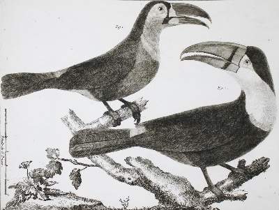 Bild Nr.9: 143-1902 Brisson,(M.J.).: (Zoologie, Vögel)