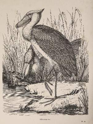 Bild Nr.2: 143-1903 Chenu,J.C.: (Zoologie, Vögel)