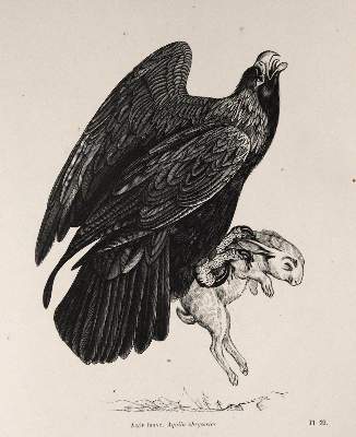 Bild Nr.3: 143-1903 Chenu,J.C.: (Zoologie, Vögel)