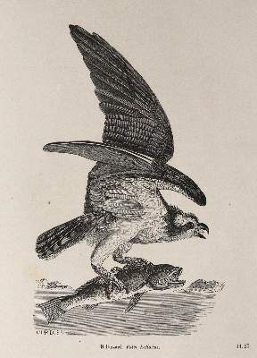 Bild Nr.4: 143-1903 Chenu,J.C.: (Zoologie, Vögel)