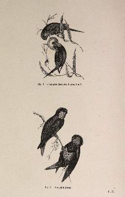 Bild Nr.5: 143-1903 Chenu,J.C.: (Zoologie, Vögel)