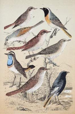 Bild Nr.2: 143-1904 Friderich,C.B.: (Zoologie, Vögel)