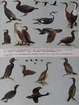 Bild Nr.2: 143-1905 Handbook: (Zoologie, Vögel)