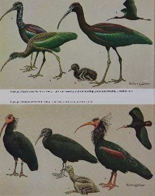 Bild Nr.3: 143-1905 Handbook: (Zoologie, Vögel)