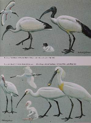 Bild Nr.4: 143-1905 Handbook: (Zoologie, Vögel)