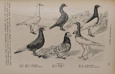 Bild Nr.3: 143-1907 Meerwarth,H. u. K.Soffel.: (Zoologie, Vögel)