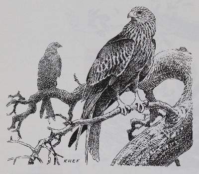 Bild Nr.2: 143-1908 Sammlung: (Zoologie, Vögel)