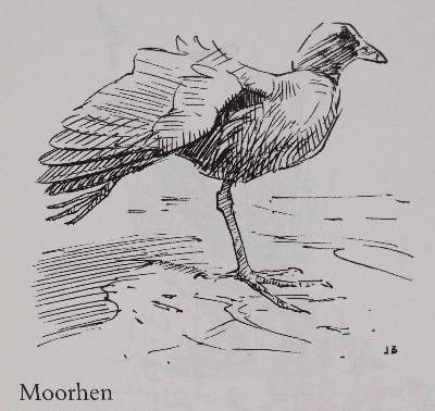 Bild Nr.3: 143-1908 Sammlung: (Zoologie, Vögel)