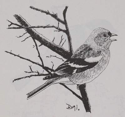 Bild Nr.5: 143-1908 Sammlung: (Zoologie, Vögel)