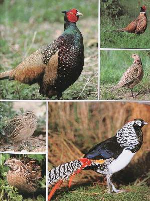 Bild Nr.2: 143-1909 Sammlung: (Zoologie, Vögel)