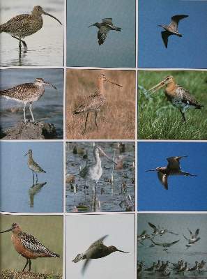 Bild Nr.4: 143-1909 Sammlung: (Zoologie, Vögel)