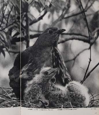 Bild Nr.2: 143-1910 Sammlung: (Zoologie, Vögel)