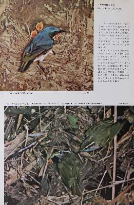 Bild Nr.3: 143-1910 Sammlung: (Zoologie, Vögel)