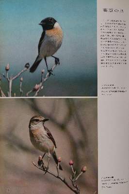 Bild Nr.4: 143-1910 Sammlung: (Zoologie, Vögel)