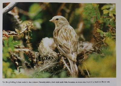 Bild Nr.4: 143-1911 Sammlung: (Zoologie, Vögel)