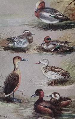Bild Nr.2: 143-1912 Sammlung: (Zoologie, Vögel)