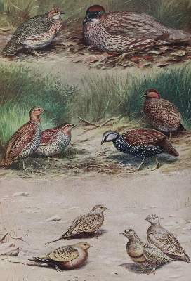 Bild Nr.3: 143-1912 Sammlung: (Zoologie, Vögel)