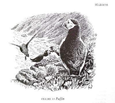 Bild Nr.3: 143-1914 Sammlung: (Zoologie, Vögel)