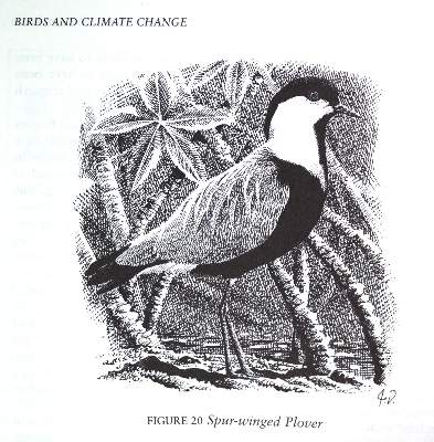 Bild Nr.4: 143-1914 Sammlung: (Zoologie, Vögel)