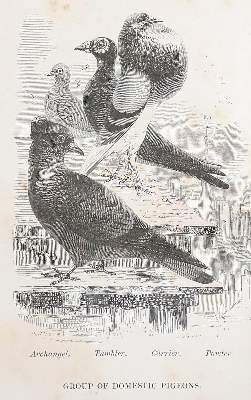 Bild Nr.2: 143-1915 Dixon,E.S.: (Zoologie, Vögel, Tauben)