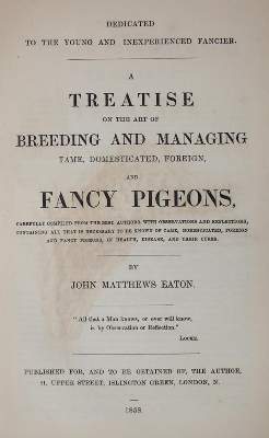 Bild Nr.1: 143-1916 Eaton,J.M.: (Zoologie, Vögel, Tauben)
