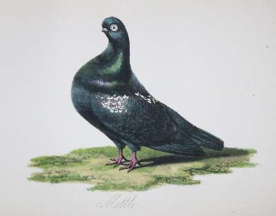 Bild Nr.3: 143-1916 Eaton,J.M.: (Zoologie, Vögel, Tauben)