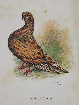 Bild Nr.5: 143-1916 Eaton,J.M.: (Zoologie, Vögel, Tauben)