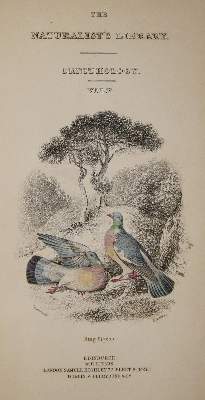 Bild Nr.6: 143-1916 Eaton,J.M.: (Zoologie, Vögel, Tauben)