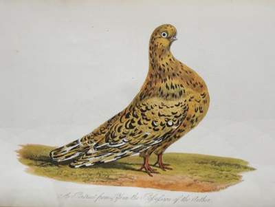 Bild Nr.1: 143-1917 Eaton,J.M.: (Zoologie, Vögel, Tauben)