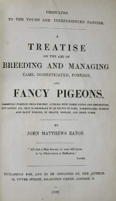 Bild Nr.4: 143-1917 Eaton,J.M.: (Zoologie, Vögel, Tauben)